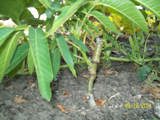 Name:  100_5887.jpg
Views: 2510
Size:  60.4 KB