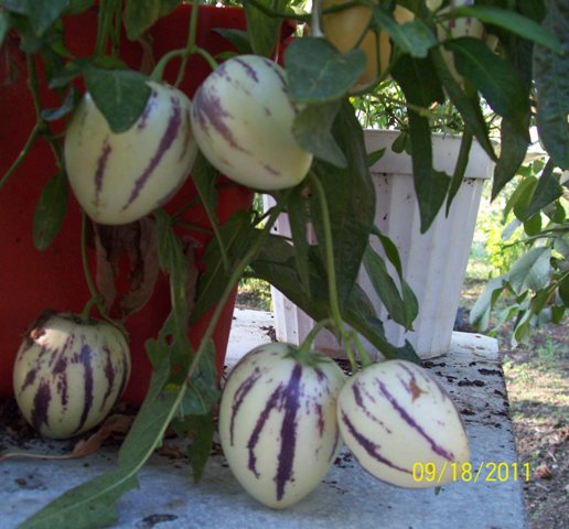 Name:  100_5919.JPG
Views: 1217
Size:  65.4 KB