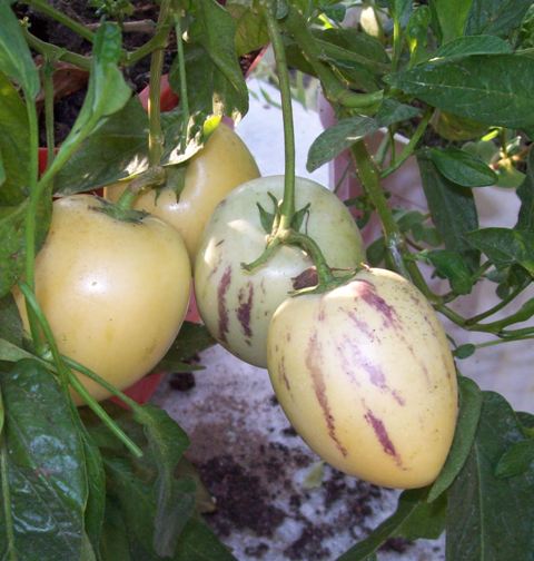 Name:  100_5918.JPG
Views: 1203
Size:  57.6 KB