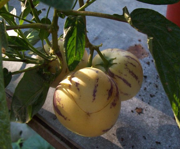 Name:  100_5920.JPG
Views: 1251
Size:  66.6 KB