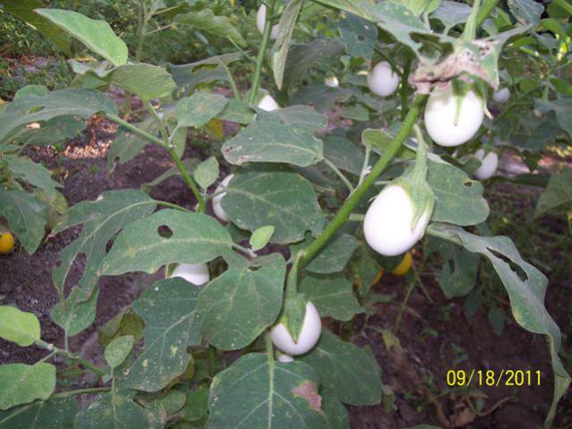 Name:  100_5913.jpg
Views: 1211
Size:  54.7 KB