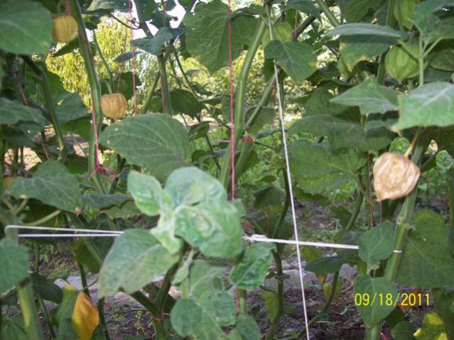 Name:  100_5908.jpg
Views: 1373
Size:  59.9 KB