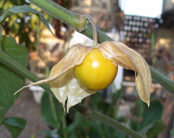 Name:  100_5993.JPG
Views: 1198
Size:  61.4 KB