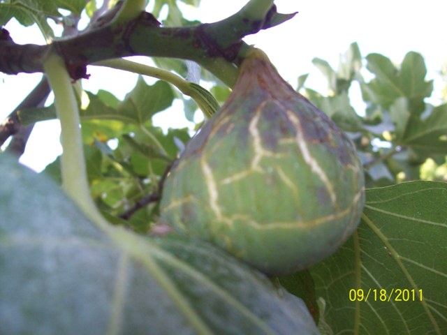 Name:  100_5925.JPG
Views: 1204
Size:  64.6 KB
