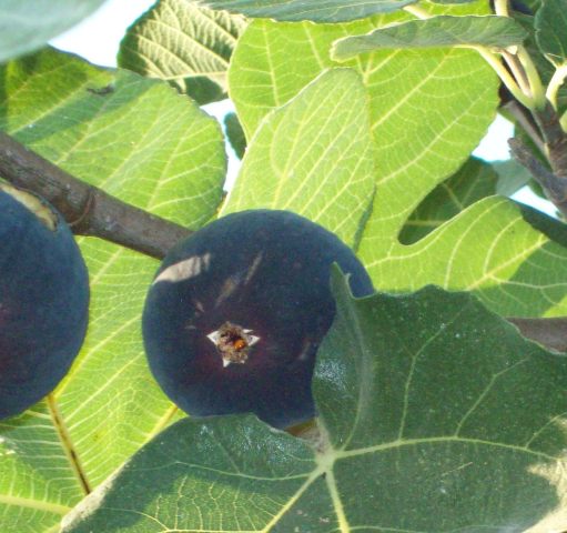 Name:  100_5960.JPG
Views: 1220
Size:  62.0 KB