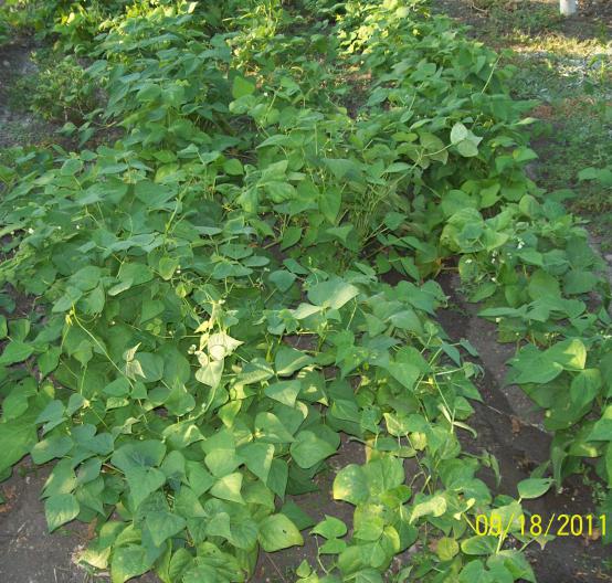 Name:  100_5942.jpg
Views: 1206
Size:  73.0 KB