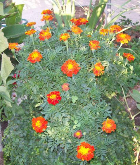 Name:  100_5941.jpg
Views: 1200
Size:  64.1 KB