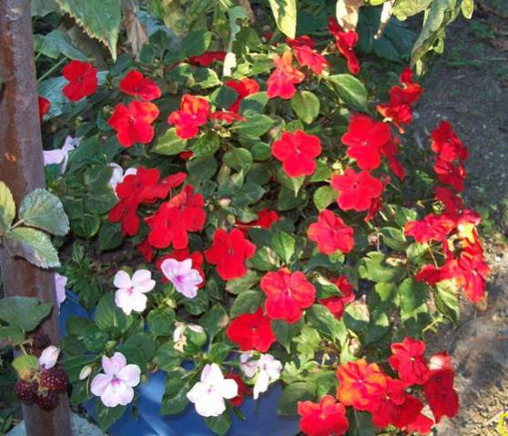 Name:  100_5939.jpg
Views: 1192
Size:  60.0 KB