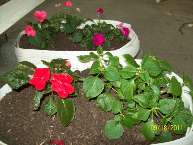 Name:  100_6009.JPG
Views: 1184
Size:  68.4 KB