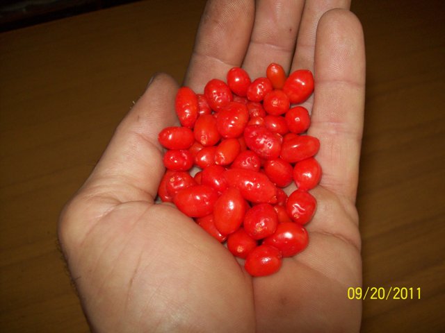 Name:  Kopyas 100_6012.JPG
Views: 1409
Size:  52.4 KB
