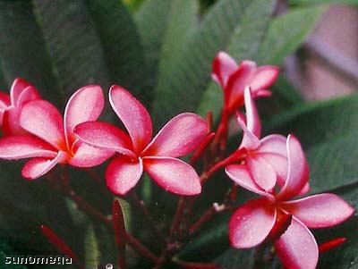 Name:  7368_1_b.jpg
Views: 1129
Size:  20.1 KB