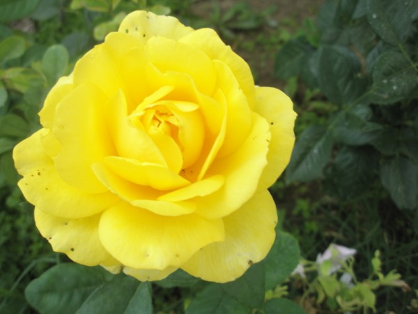 Name:  P9210473 (600 x 450).jpg
Views: 1118
Size:  46.2 KB