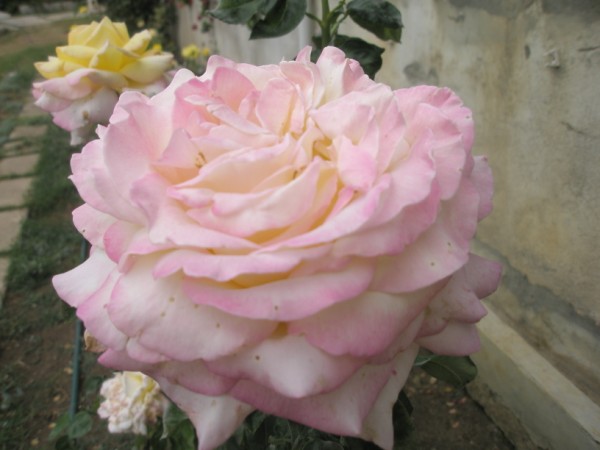 Name:  P9210559 (600 x 450).jpg
Views: 1059
Size:  50.3 KB