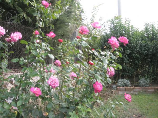 Name:  P9210541 (600 x 450).jpg
Views: 1119
Size:  58.8 KB