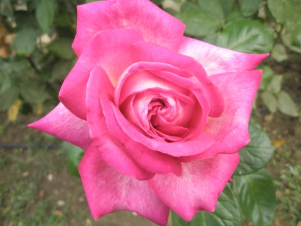 Name:  P9210543 (600 x 450).jpg
Views: 1059
Size:  55.9 KB