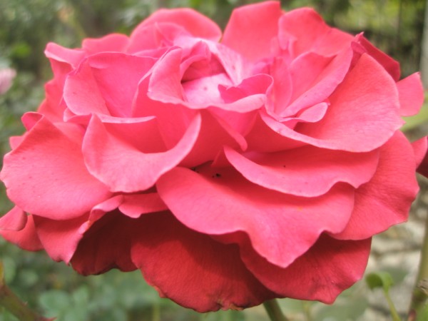 Name:  P9210545 (600 x 450).jpg
Views: 1082
Size:  52.8 KB