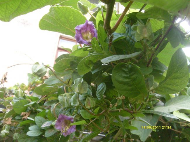 Name:  S6300175.jpg
Views: 810
Size:  50.3 KB