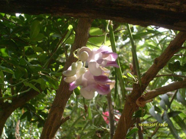 Name:  S6300202.jpg
Views: 831
Size:  53.8 KB