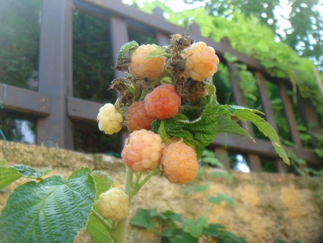 Name:  AHUDUDU 2.jpg
Views: 885
Size:  45.6 KB
