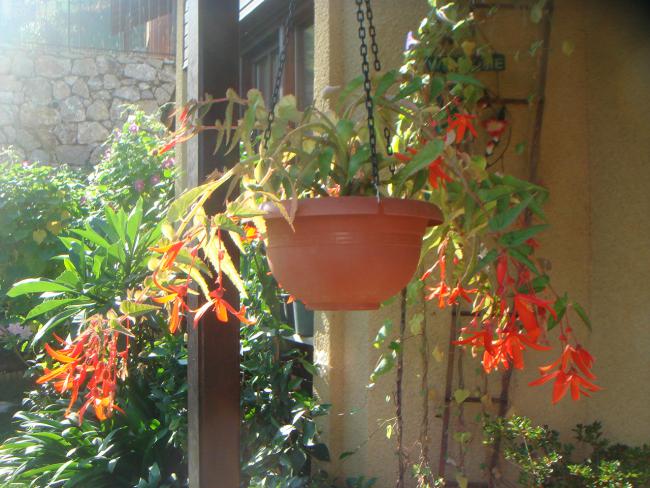 Name:  Begonia 1 Million Kisses.jpg
Views: 862
Size:  61.6 KB