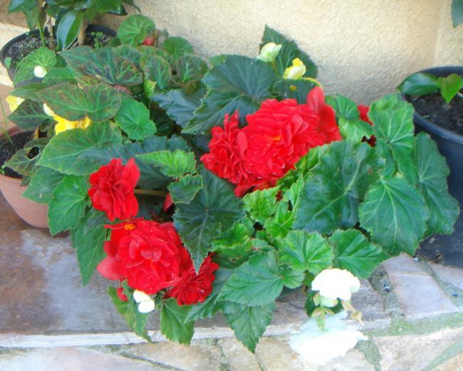 Name:  BEGONIA 3.jpg
Views: 835
Size:  60.3 KB