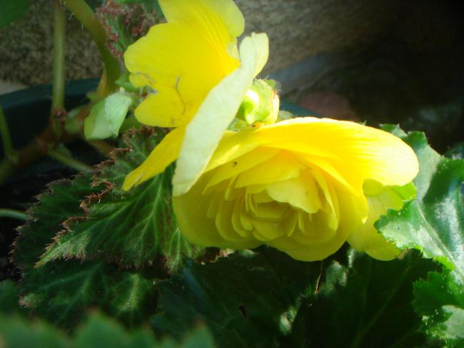 Name:  BEGONIA 7.jpg
Views: 819
Size:  35.5 KB