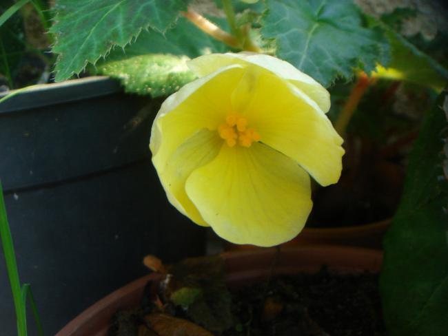 Name:  BEGONIA 9.jpg
Views: 842
Size:  27.2 KB