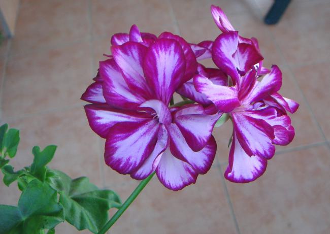 Name:  SARDUNYA 1.jpg
Views: 877
Size:  36.2 KB