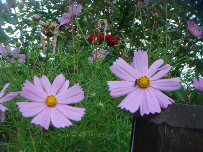 Name:  COSMOS 10.jpg
Views: 872
Size:  70.1 KB