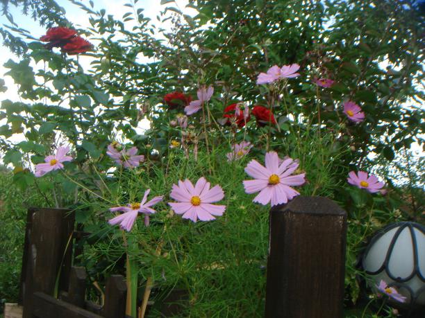 Name:  COSMOS 8.jpg
Views: 864
Size:  71.7 KB
