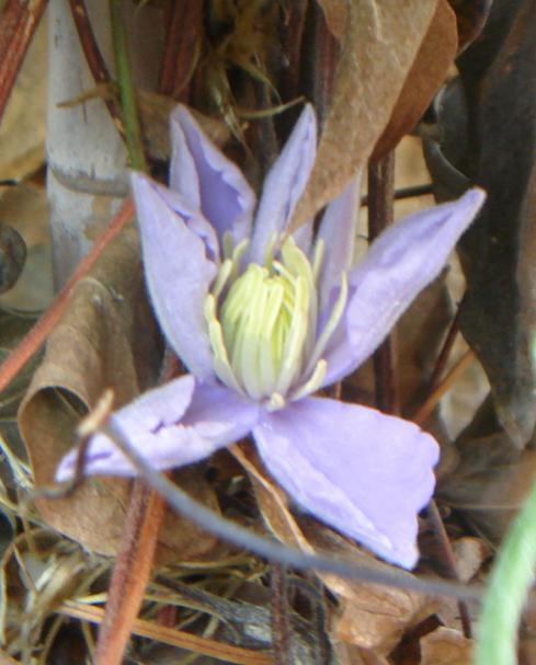 Name:  CLEMATIS 2.jpg
Views: 841
Size:  39.7 KB