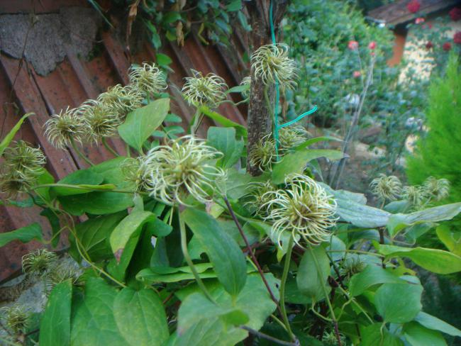 Name:  CLEMATIS 4.jpg
Views: 876
Size:  62.3 KB