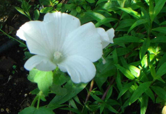 Name:  Lavatera Trimestris Nana 2.jpg
Views: 899
Size:  37.5 KB