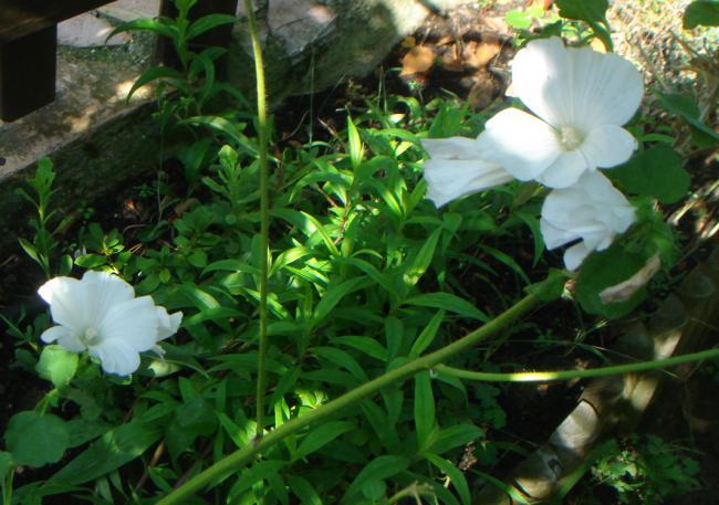 Name:  Lavatera Trimestris Nana 1.jpg
Views: 917
Size:  52.9 KB