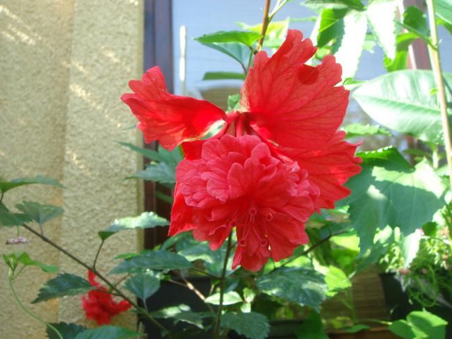 Name:  Hibiscus 2.jpg
Views: 981
Size:  49.8 KB