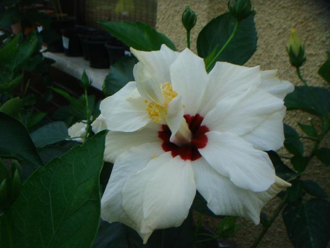 Name:  Hibiscus 7.jpg
Views: 943
Size:  32.5 KB