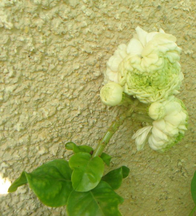 Name:  Jasminum Grand Duke 2.jpg
Views: 1063
Size:  70.0 KB