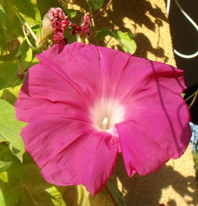 Name:  JMG 84.jpg
Views: 816
Size:  62.3 KB