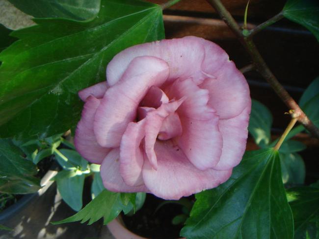 Name:  LSANTHUS 2.jpg
Views: 1006
Size:  35.6 KB