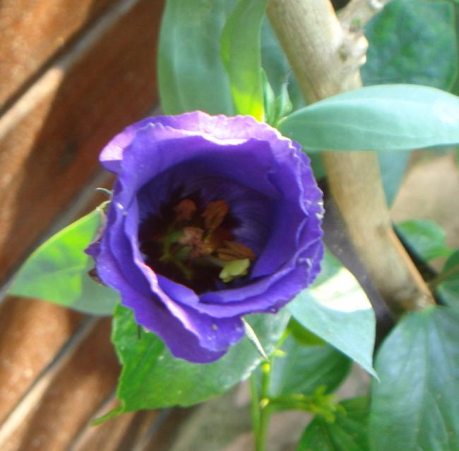 Name:  LSANTHUS 5.jpg
Views: 858
Size:  42.1 KB