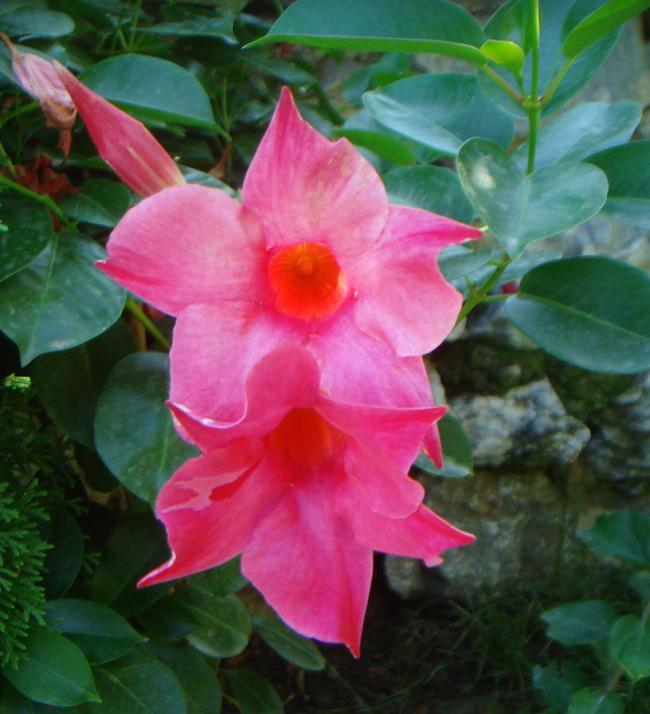 Name:  MANDEVLLA 5.jpg
Views: 1323
Size:  56.1 KB