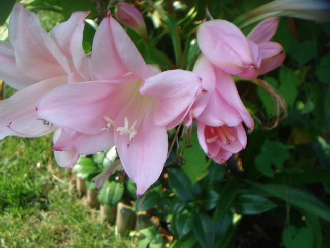 Name:  Pembe 9.jpg
Views: 1082
Size:  39.0 KB