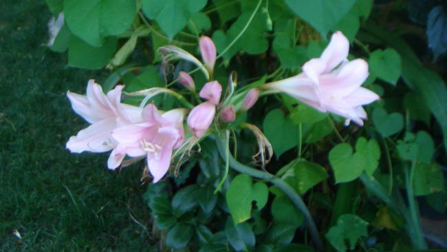 Name:  Pembe 7.jpg
Views: 1137
Size:  32.4 KB
