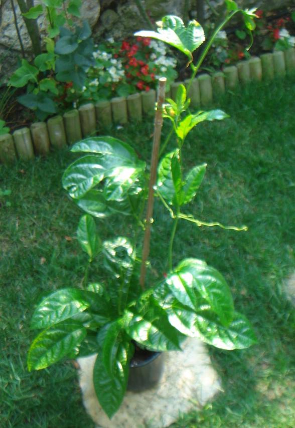 Name:  PASSIFLORA 5.jpg
Views: 1108
Size:  73.8 KB