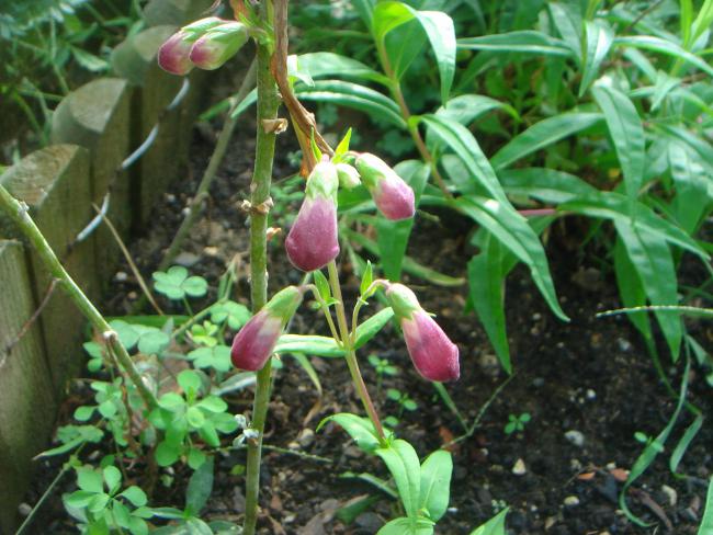 Name:  Penstemon 'Burgundy 1.jpg
Views: 1035
Size:  60.0 KB