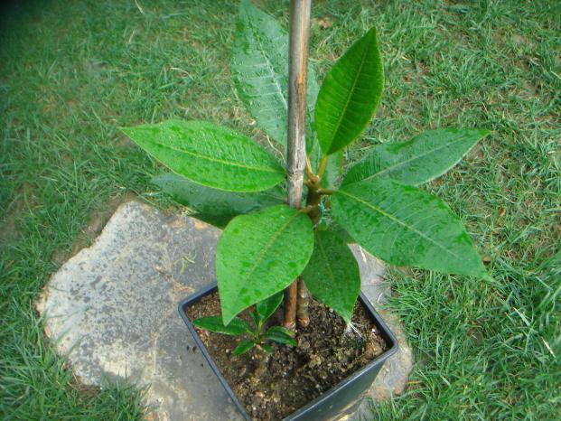 Name:  PLUMERIA 8.jpg
Views: 990
Size:  70.8 KB