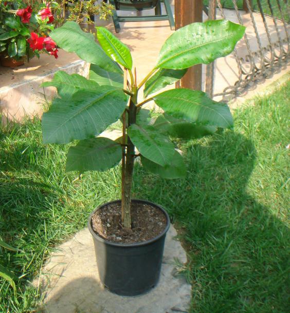 Name:  PLUMERIA 3.jpg
Views: 978
Size:  73.3 KB