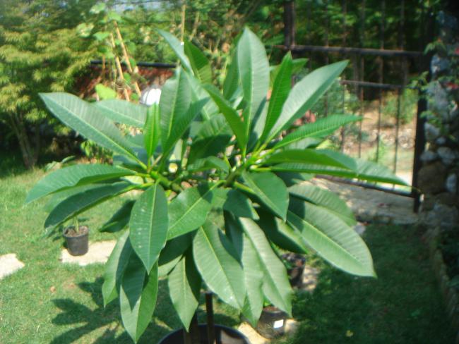 Name:  PLUMERIA 15.jpg
Views: 1006
Size:  54.2 KB