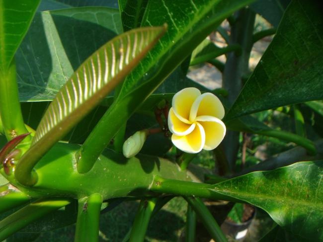 Name:  PLUMERIA 16.jpg
Views: 963
Size:  42.0 KB