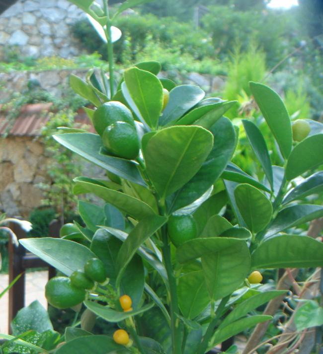 Name:  KUMKUAT 10.jpg
Views: 1145
Size:  64.4 KB
